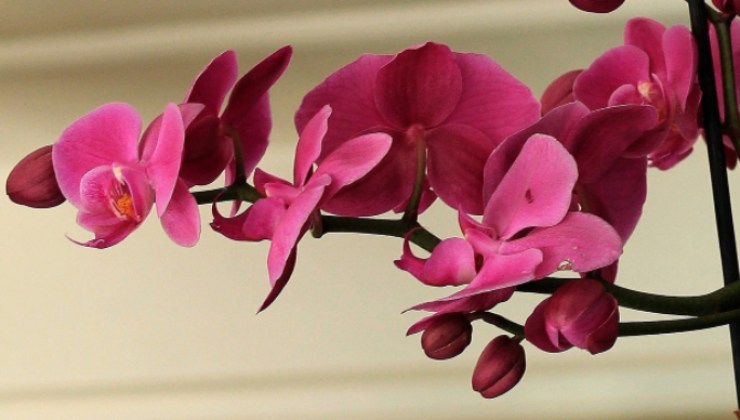 orchidée belle et exubérante comme celle que l'on trouve dans les pépinières