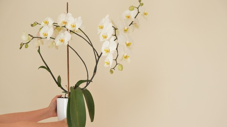orchidej - zde je návod, jak ji mít vždy bujnou