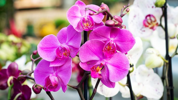 orchidej - tipy na její pěstování