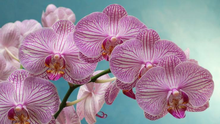 bujná orchidej