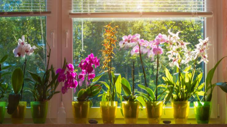 bujné orchideje