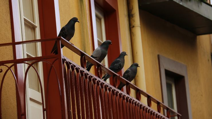 pigeons sur les balcons - voici comment les chasser