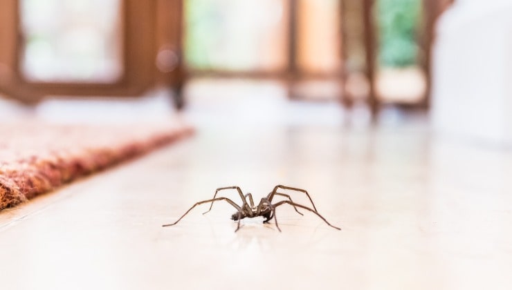 Araña común en el suelo