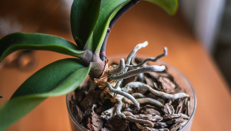 racines d'orchidées coupées - pourries -