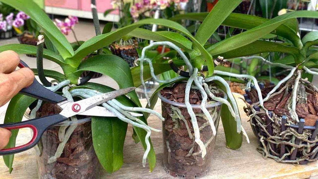 Des racines très fortes et de très belles fleurs si vous coupez l’orchidée comme ça peu le