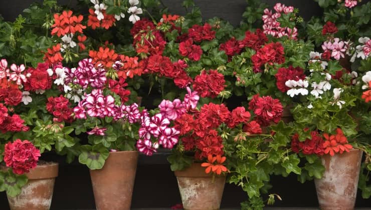 Specific care for a pelargonium