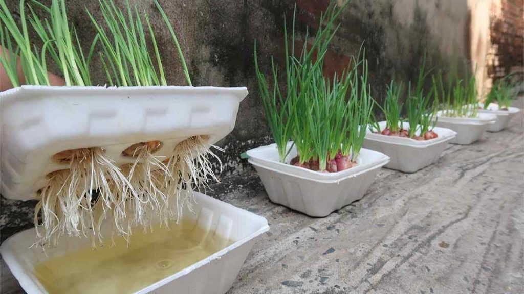 Growing Onions