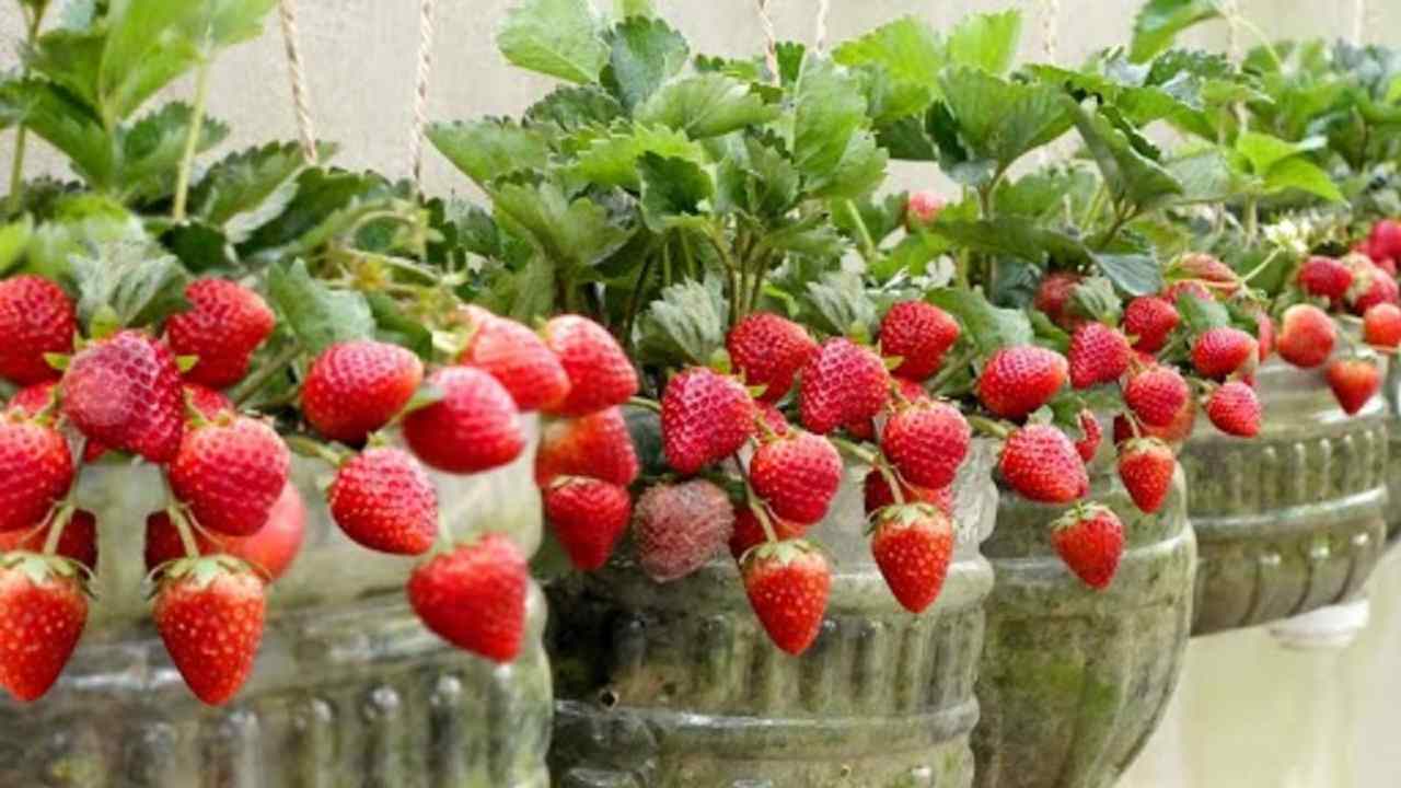 culture de fraises