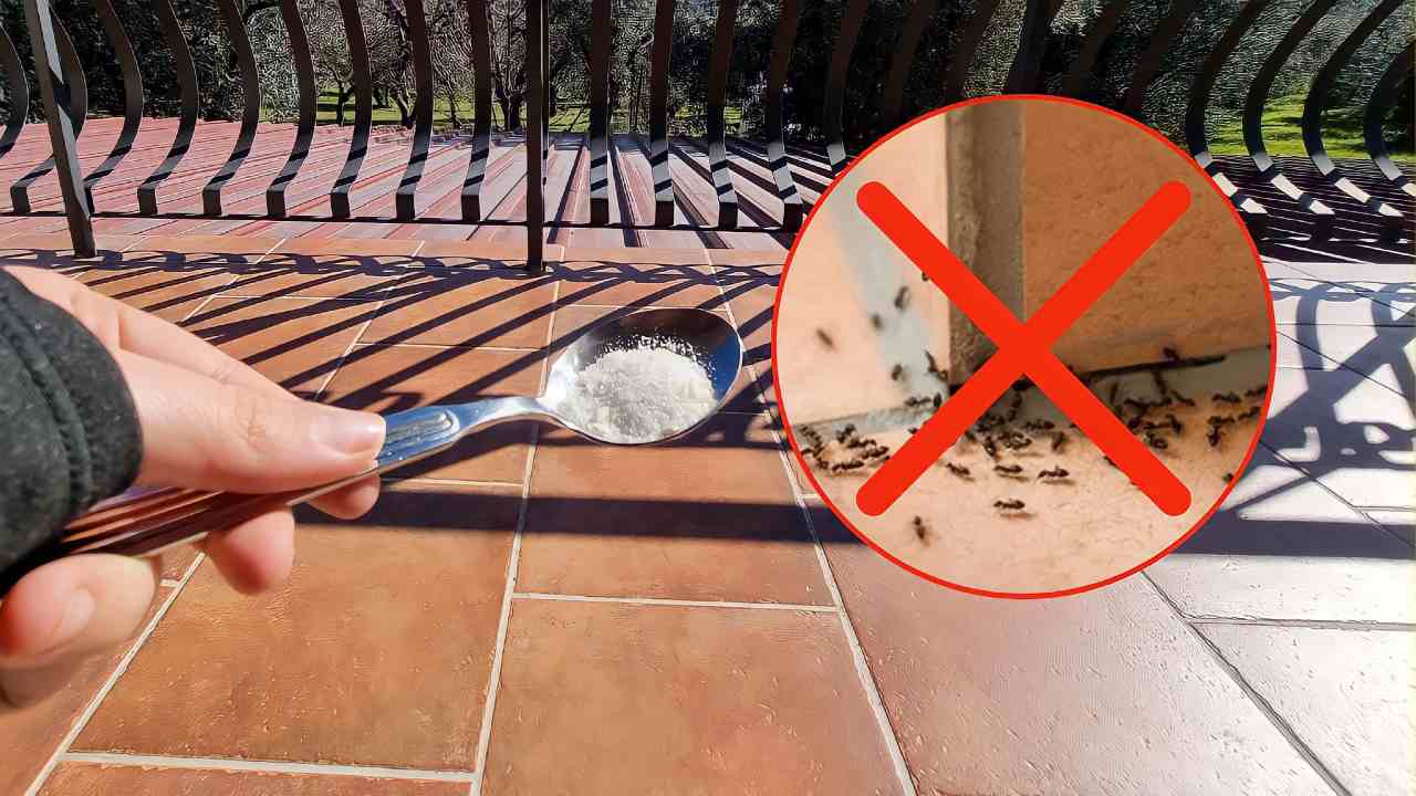 eliminar hormigas