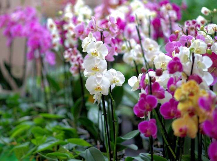 Solutions for watering orchids