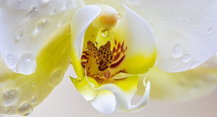 L'orchidea