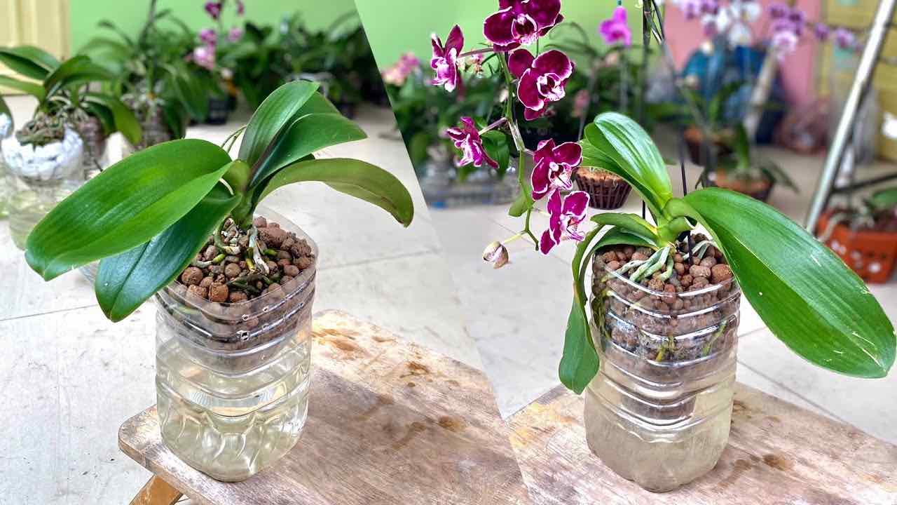 Orquídea, crecerá más rápido