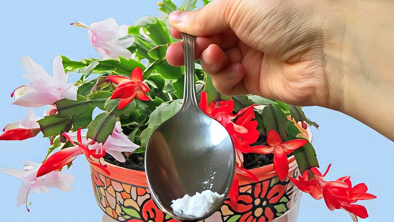 remedio natural para las flores