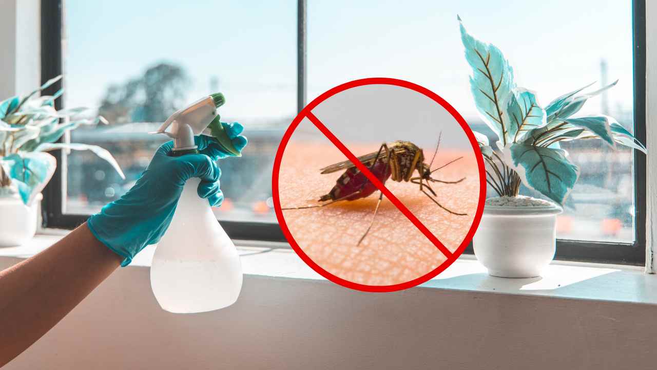 Rimedio naturale zanzare