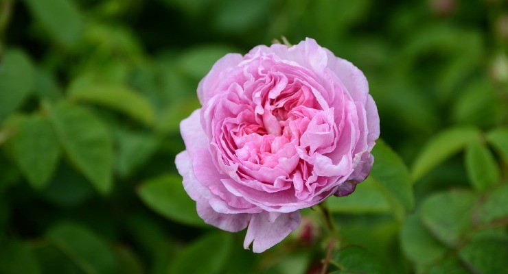 Rosa centifolia, una planta muy fragante
