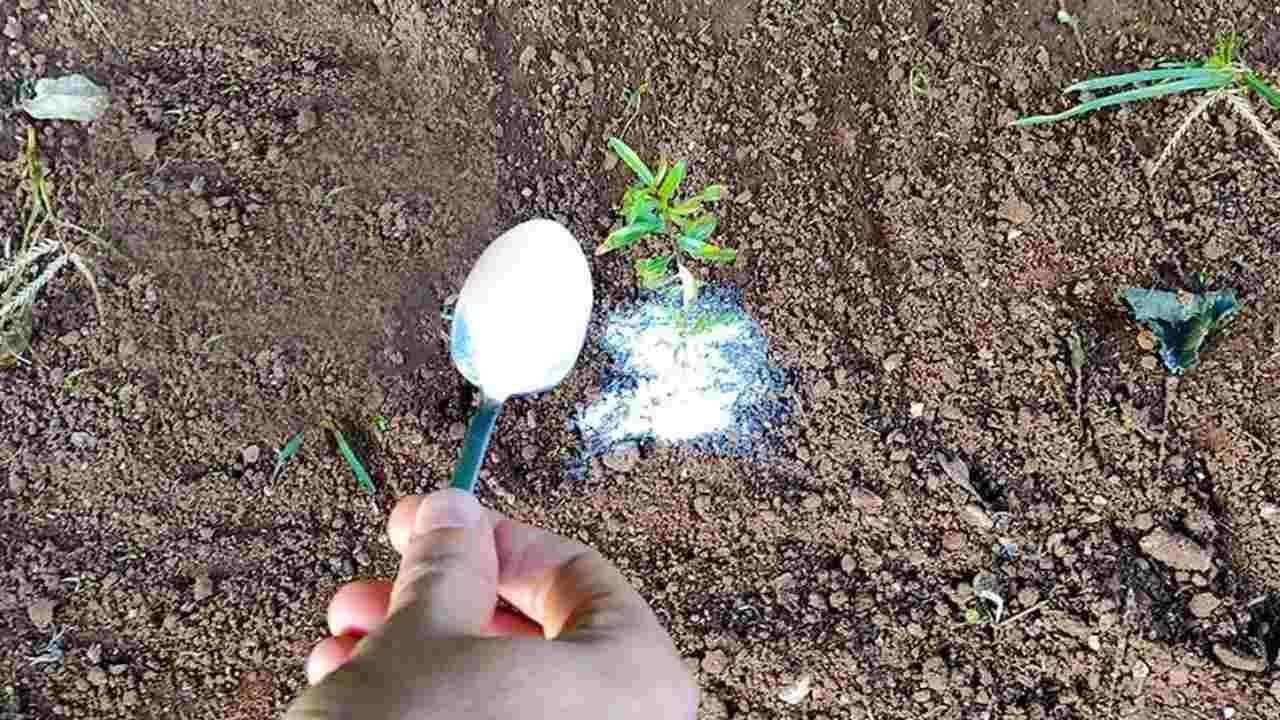 Verser le bicarbonate de soude sur les plantes