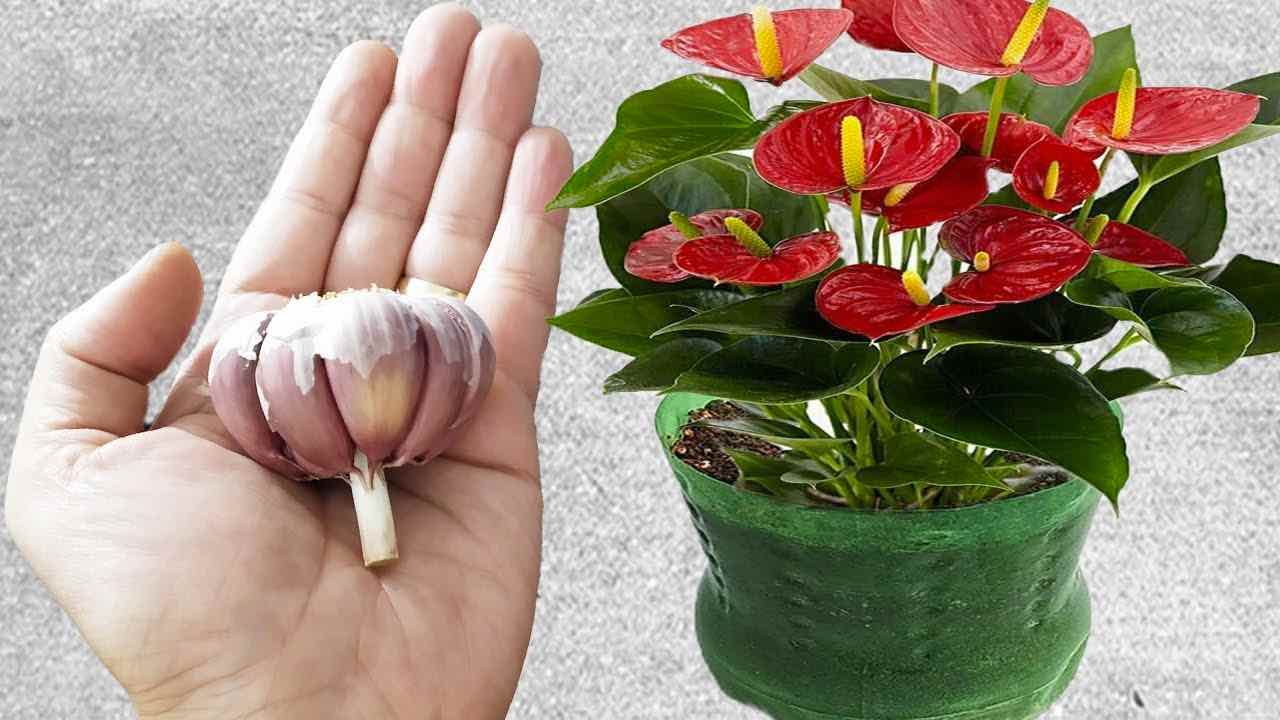 garlic on the plant