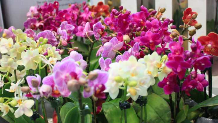 jak přimět orchideje kvést