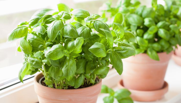 conseils pour cultiver du basilic en pot