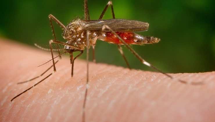 dětská past na komáry