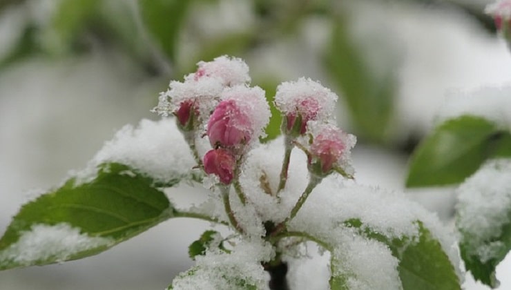 Inverno inarrestabile, fiori sotto la neve