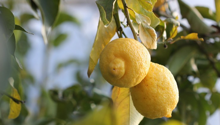 Limone – Non buttare mai via i semi di questo agrume.