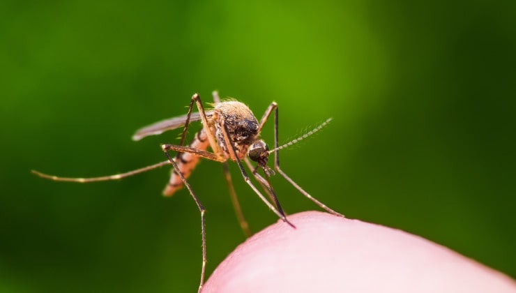 Mosche o zanzare
