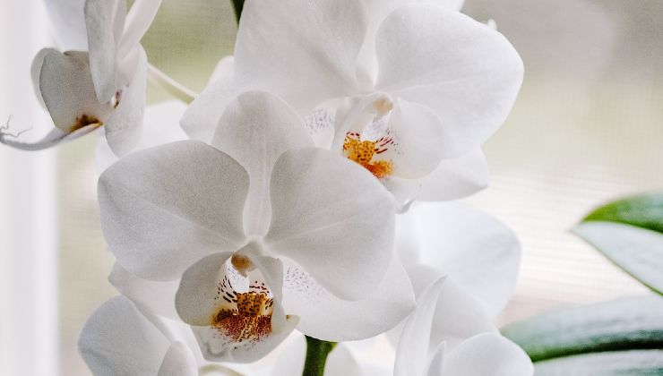 Curas de orquídeas blancas