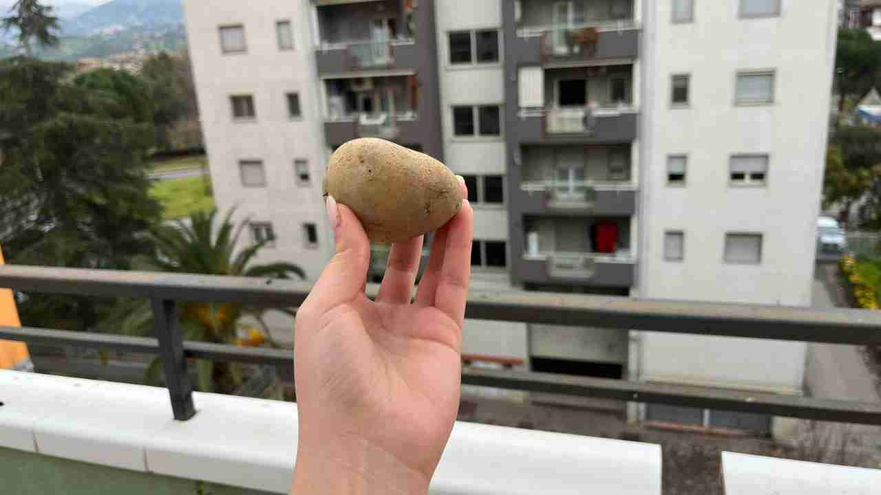 patate in balcone