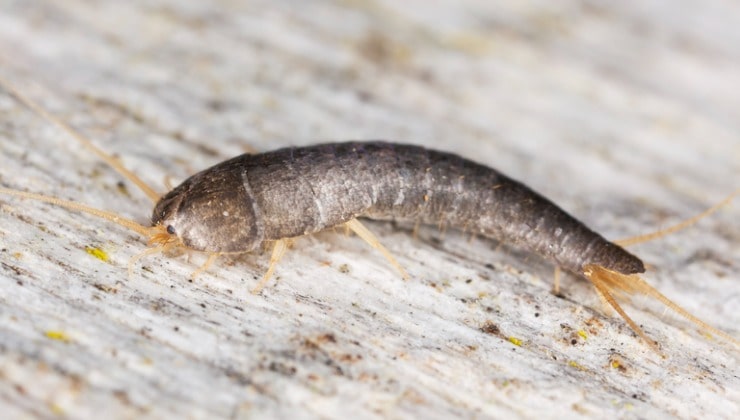 Perché si formano i pesciolini d'argento in casa? Tutti i trucchi per  allontanarli per sempre - greenMe