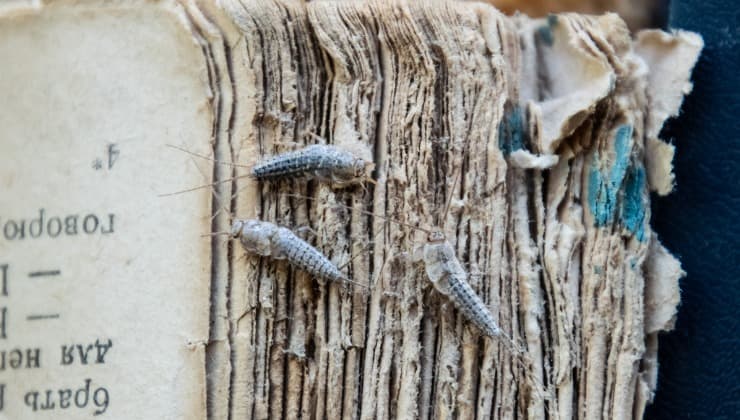 Silberfischchen in Büchern