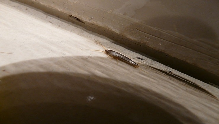 Silverfish en la pared