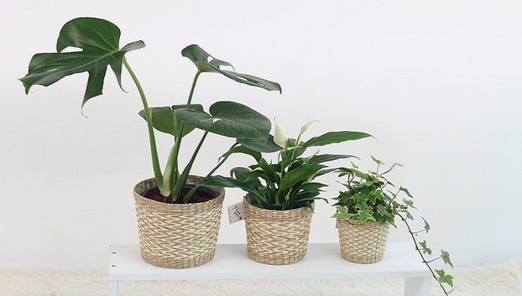 Rostliny v domě