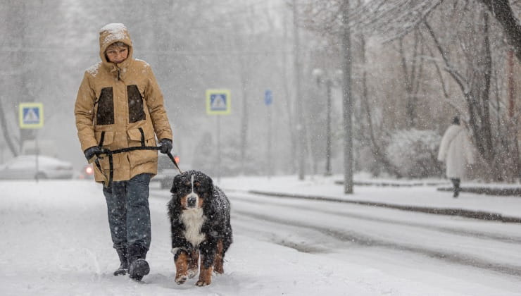 Uomo e cane a spasso sotto la neve