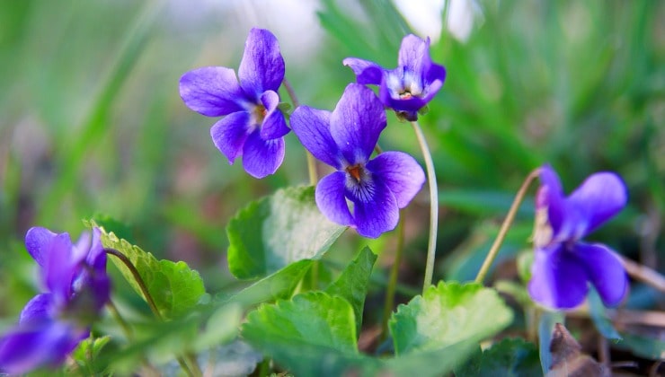 Viola, planta de febrero