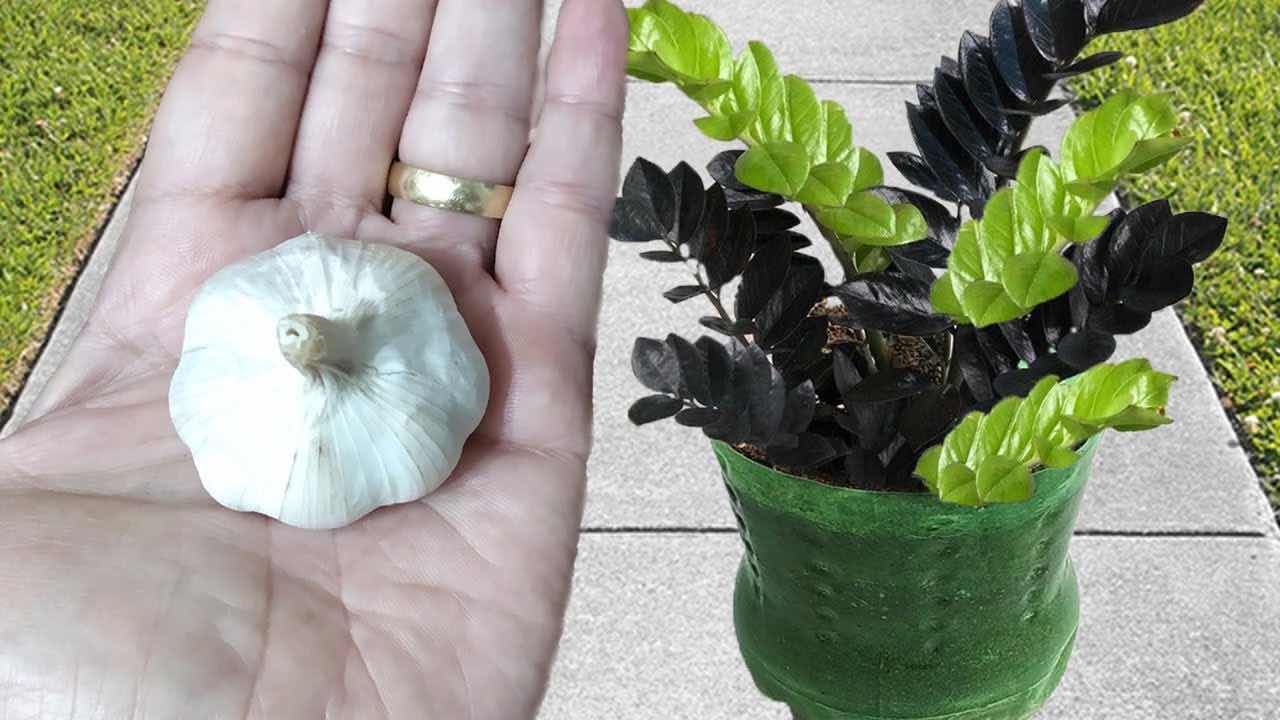 Česnek a rostlina