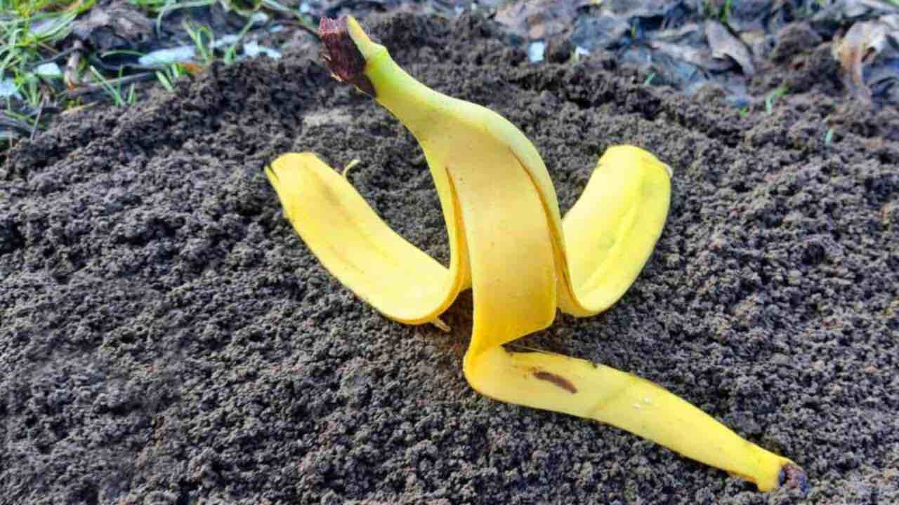 Buccia di banana interrata