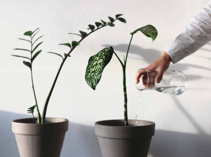 Comment arroser au mieux vos plantes