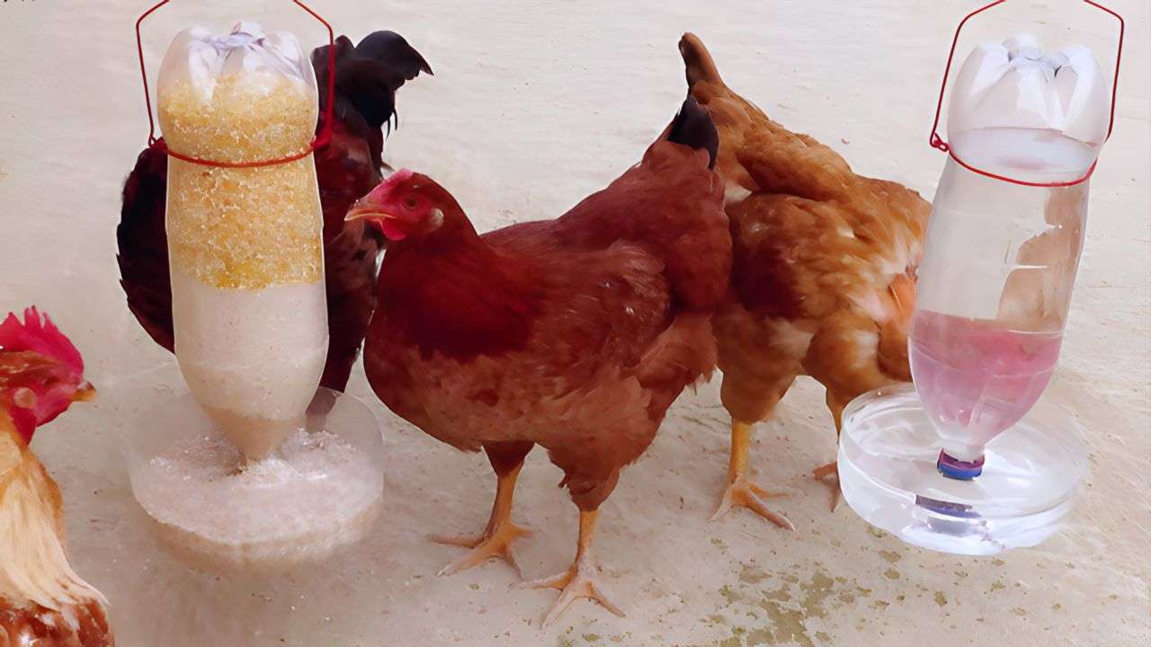 Mangiatoia Gaun per galline, polli e avicoli