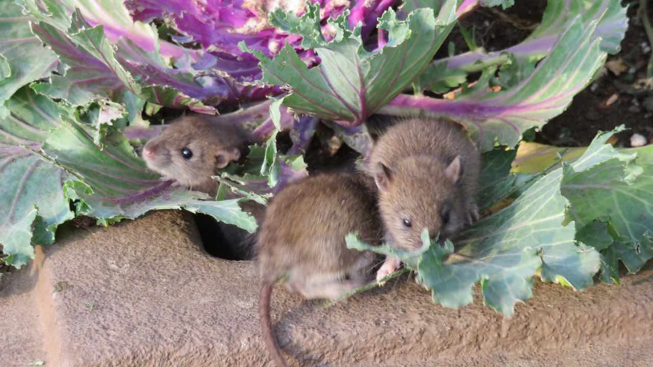 Topi in giardino