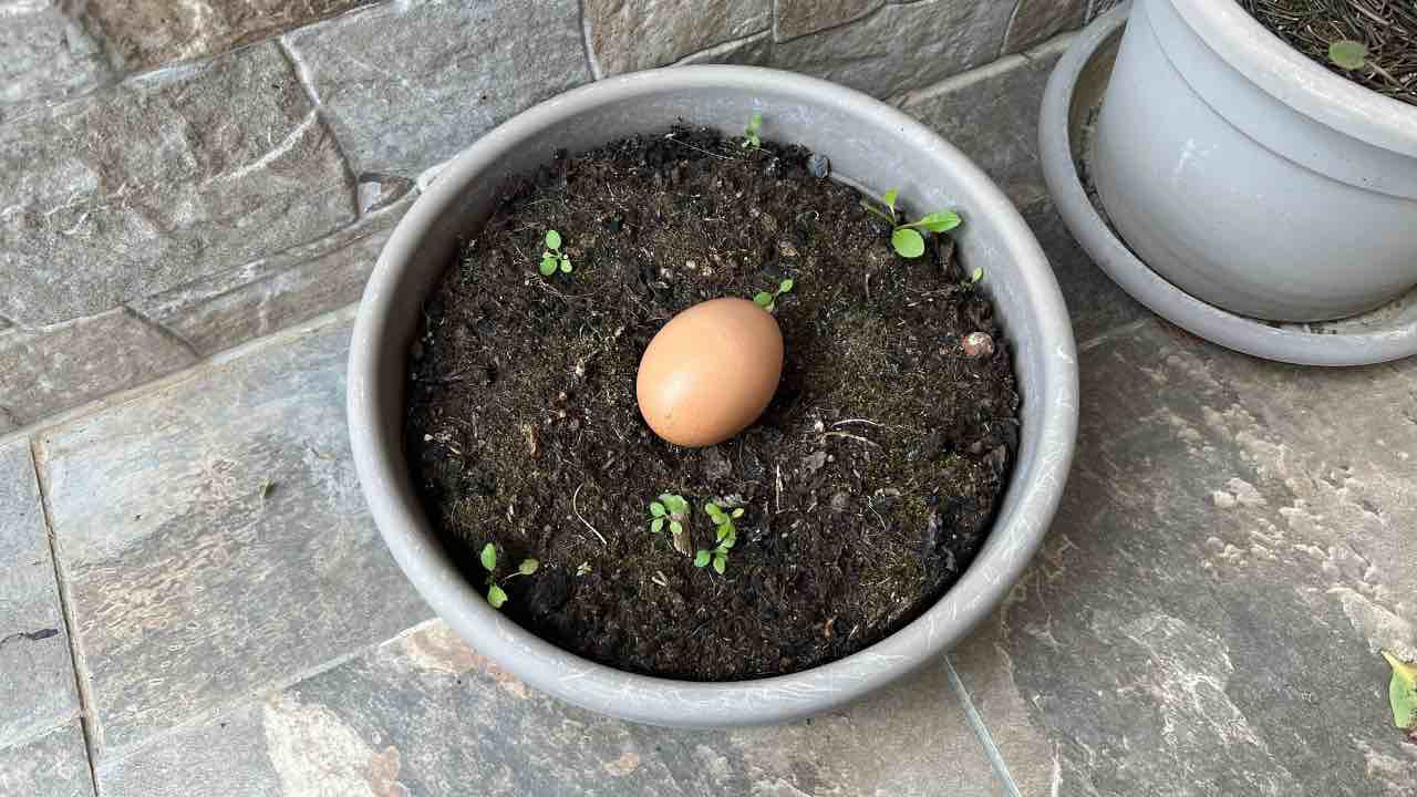 Uovo nel terreno