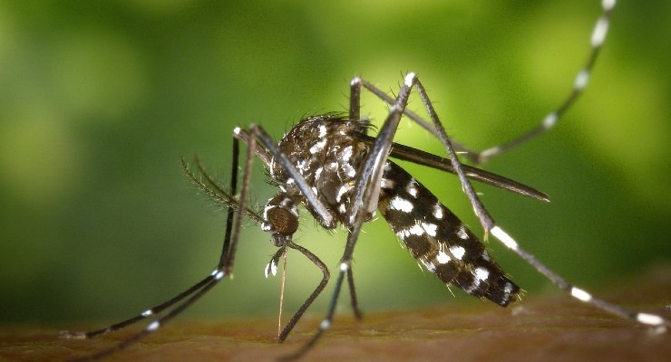 les moustiques