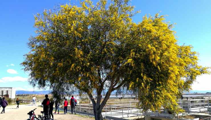 albero di mimosa