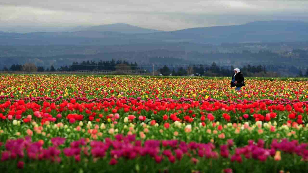 campo di tulipani