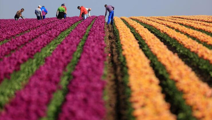 campo di tulipani