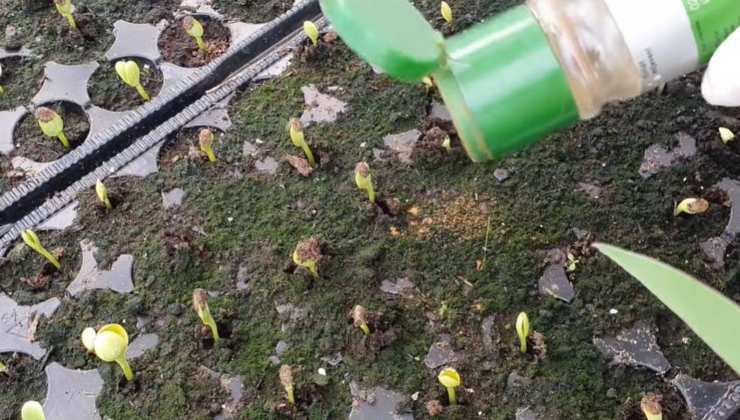 canela en las plantas