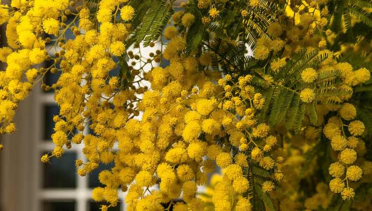 Mimosen anbauen