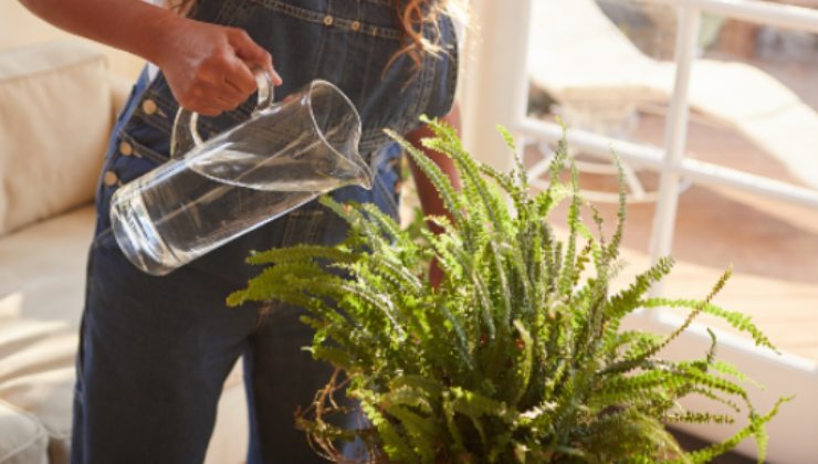 fertilizzante acqua al riso