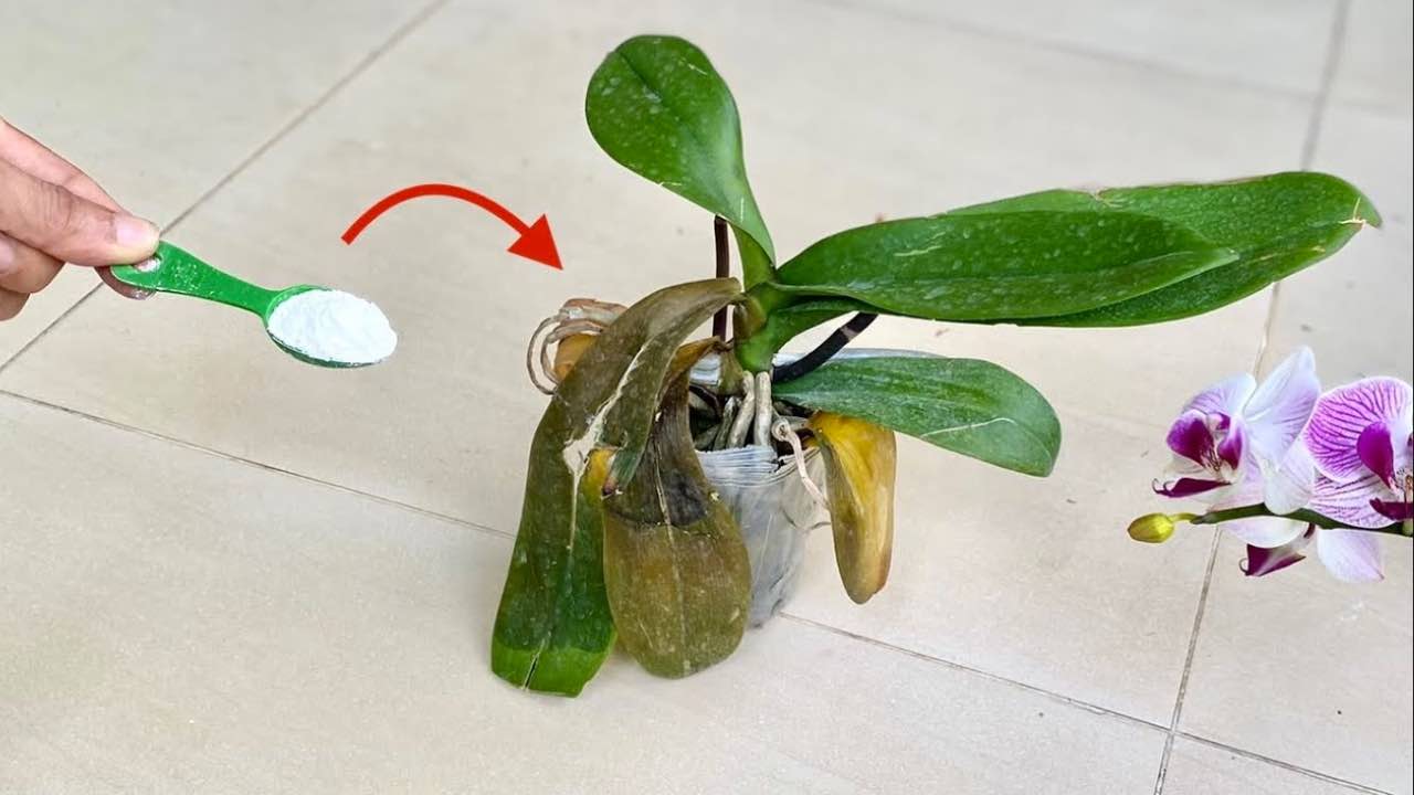 fertilizzante per le orchidee