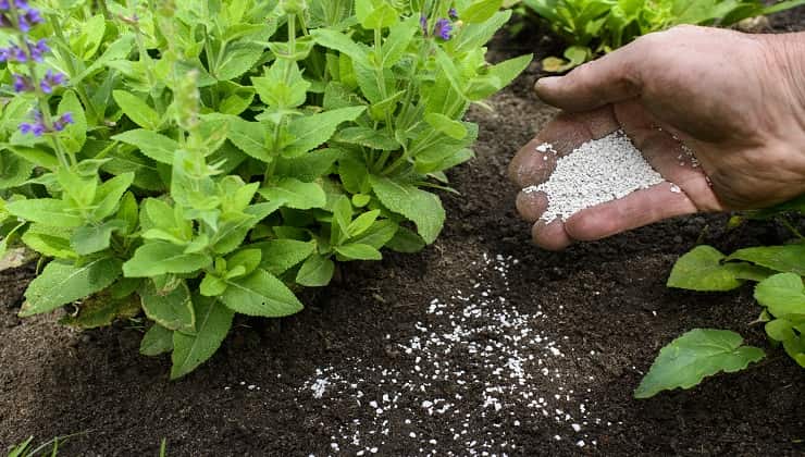 Fertilizzante per un raccolto abbondante 